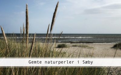 Gemte naturperler i Sæby – Professorens Plantage og Gedebjerget